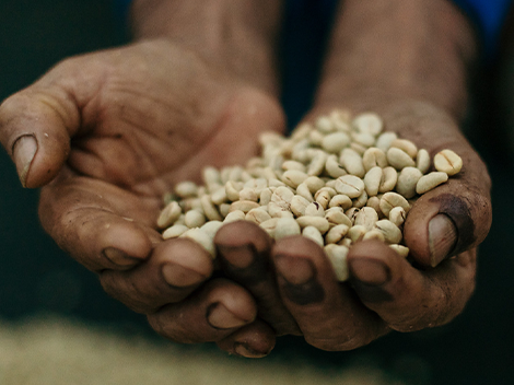 Hands holding freshly washed coffee beans
